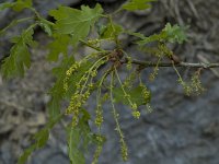 Quercus pubescens 4, Saxifraga-Marijke Verhagen