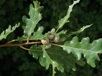 Quercus pubescens 5, Saxifraga-Jan van der Straaten