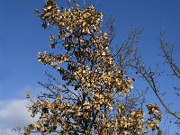 Quercus pubescens 6, Saxifraga-Jan van der Straaten