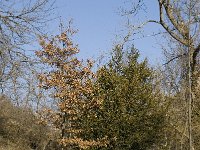Quercus pubescens 9, Saxifraga-Jan van der Straaten