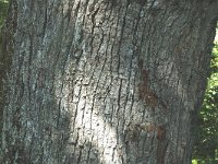 Quercus robur 1, Zomereik, Saxifraga-Jan van der Straaten