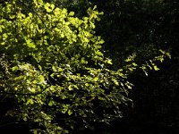 Quercus robur 10, Zomereik, Saxifraga-Jan van der Straaten