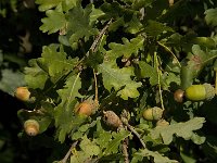 Quercus robur 11, Zomereik, Saxifraga-Jan van der Straaten