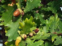 Quercus robur 13, Zomereik, Saxifraga-Hans Dekker