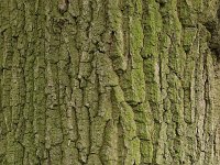 Quercus robur 18, Zomereik, Saxifraga-Hans Boll