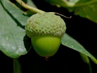 Quercus robur 2, Zomereik, Saxifraga-Jan van der Straaten