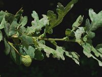 Quercus robur 3, Zomereik, Saxifraga-Jan van der Straaten