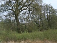 Quercus robur 30, Zomereik, Saxifraga-Hans Boll
