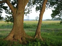 Quercus robur 38, Zomereik, Saxifraga-Hans Boll