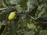 Quercus robur 4, Zomereik, Saxifraga-Jan van der Straaten