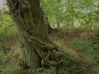 Quercus robur 40, Zomereik, Saxifraga-Hans Boll