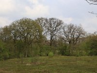 Quercus robur 46, Zomereik, Saxifraga-Hans Boll