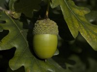 Quercus robur 5, Zomereik, Saxifraga-Jan van der Straaten