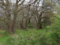 Quercus robur 50, Zomereik, Saxifraga-Hans Boll