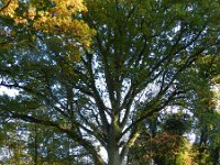 Quercus robur 56, Zomereik, Saxifraga-Rutger Barendse