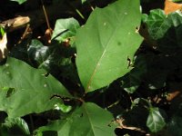 Quercus robur 60, Zomereik, Saxifraga-Rutger Barendse