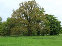 Quercus robur 63, Zomereik, Saxifraga-Hans Boll