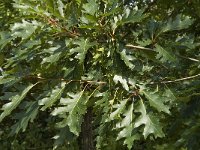 Quercus rubra 1, Amerikaanse eik, Saxifraga-Jan van der Straaten