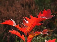 Quercus rubra 10, Amerikaanse eik, Saxifraga-Hans Dekker