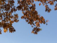 Quercus rubra 11, Amerikaanse eik, Saxifraga-Roel Meijer  Autumn leaves of Northerns Red Oak (Quercus rubra) on blue sky : autumn, autumnal, change, fall, flora, floral, growth, leaf, leaves, natural, nature, Quercus, red oak, blue sky, quercus rubra, red, tree