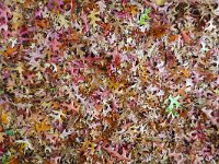 Autumn leaves on the ground; Red Oak (Quercus rubra)  Autumn leaves; : autumn, autumnal, colourful, fall, flora, floral, green, leaf, leaves, many, natural, nature, oak, quercus rubra, red, red oak, colorful