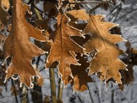 Quercus rubra 2, Amerikaanse eik, Saxifraga-Jan van der Straaten