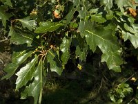Quercus rubra 4, Amerikaanse eik, Saxifraga-Jan van der Straaten