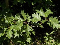 Quercus rubra 7, Amerikaanse eik, Saxifraga-Jan van der Straaten