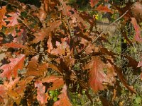 Quercus rubra 8, Amerikaanse eik, Saxifraga-Jan van der Straaten