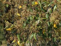 Quercus suber 11, Kurkeik, Saxifraga-Jan van der Straaten