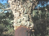 Quercus suber 12, Kurkeik, Saxifraga-Edo van Uchelen