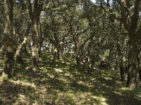 Quercus suber 14, Kurkeik, Saxifraga-Willem van Kruijsbergen