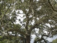 Quercus suber 15, Kurkeik, Saxifraga-Willem van Kruijsbergen