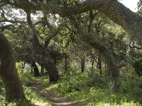 Quercus suber 17, Kurkeik, Saxifraga-Willem van Kruijsbergen