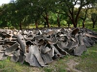 Quercus suber 2, Kurkeik, Saxifraga-Dirk Hilbers