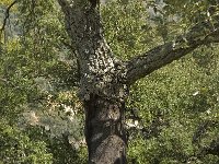 Quercus suber 21, Kurkeik, Saxifraga-Willem van Kruijsbergen
