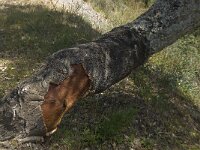 Quercus suber 22, Kurkeik, Saxifraga-Willem van Kruijsbergen