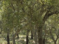 Quercus suber 23, Kurkeik, Saxifraga-Willem van Kruijsbergen