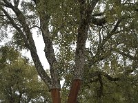 Quercus suber 27, Kurkeik, Saxifraga-Willem van Kruijsbergen