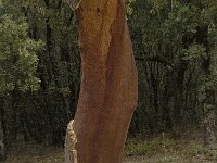 Quercus suber 28, Kurkeik, Saxifraga-Willem van Kruijsbergen