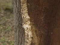 Quercus suber 29, Kurkeik, Saxifraga-Willem van Kruijsbergen