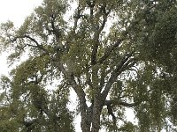 Quercus suber 30, Kurkeik, Saxifraga-Willem van Kruijsbergen