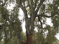 Quercus suber 31, Kurkeik, Saxifraga-Willem van Kruijsbergen
