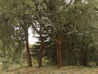 Quercus suber 32, Kurkeik, Saxifraga-Willem van Kruijsbergen