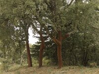 Quercus suber 32, Kurkeik, Saxifraga-Willem van Kruijsbergen