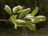 Quercus suber 33, Kurkeik, Saxifraga-Jan van der Straaten