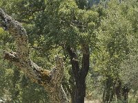 Quercus suber 34, Kurkeik, Saxifraga-Jan van der Straaten