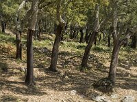 Quercus suber 35, Kurkeik, Saxifraga-Jan van der Straaten