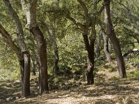 Quercus suber 37, Kurkeik, Saxifraga-Jan van der Straaten