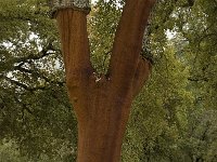 Quercus suber 39, Kurkeik, Saxifraga-Jan van der Straaten